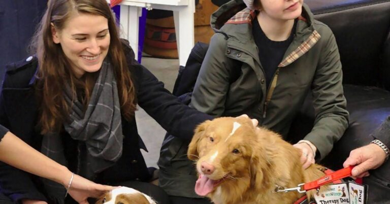 Therapy Dogs Are Effective for All College Students
