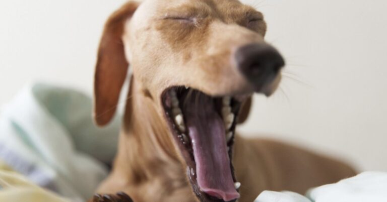 Yawning Is Contagious Between Dogs and Humans