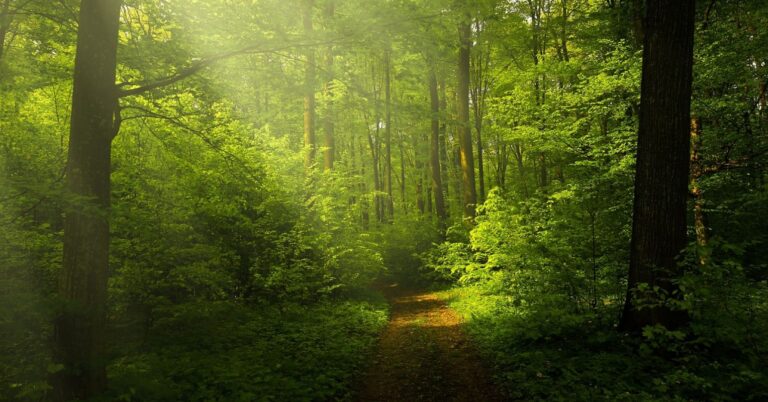 Nature Can Soothe Loneliness |
