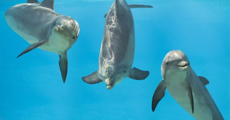 Bottlenose Dolphins Sense Electricity |