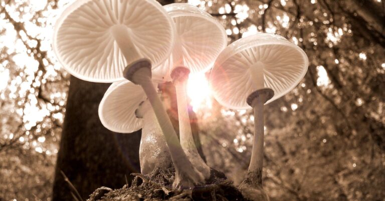 Magic Mushrooms: Where Nature Meets Nurture Within Us